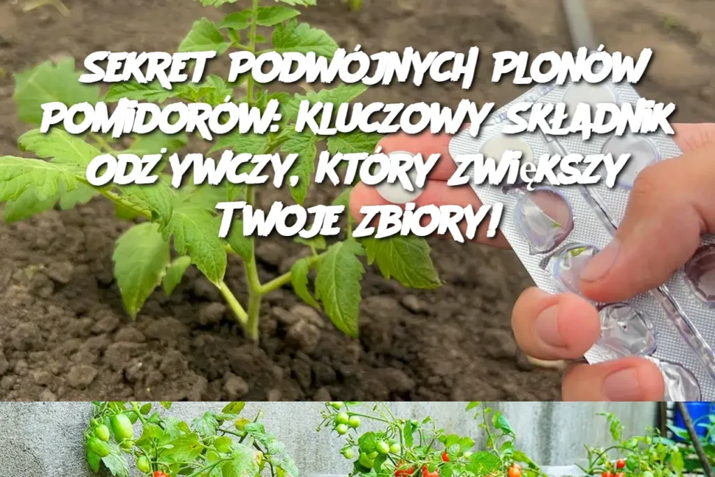 Sekret_Podw_jnych_Plon_w_Pomidor_w__Kluczowy_Sk_adnik_Od_ywczy__Kt_ry_Zwi_kszy_Twoje_Zbiory_ Sekret_Podw_jnych_Plon_w_Pomidor_w__Kluczowy_Sk_adnik_Od_ywczy__Kt_ry_Zwi_kszy_Twoje_Zbiory_