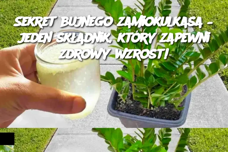 Sekret_bujnego_zamiokulkasa___jeden_sk_adnik__kt_ry_zapewni_zdrowy_wzrost_-1