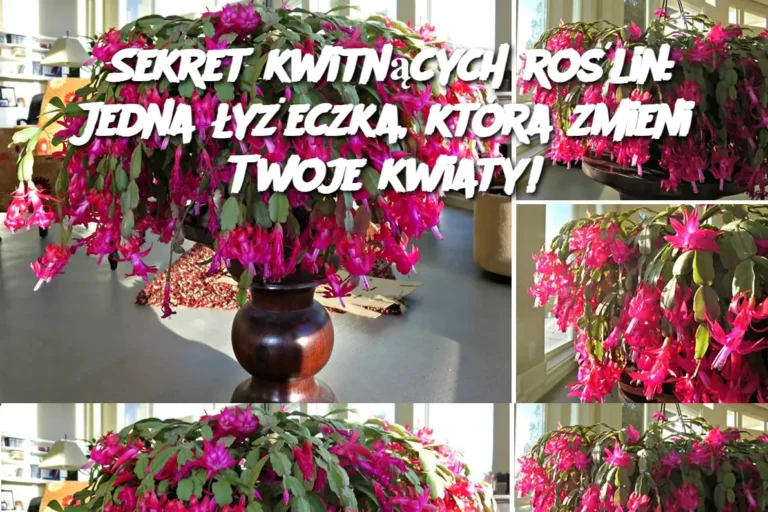 Sekret_kwitn_cych_ro_lin__Jedna__y_eczka__kt_ra_zmieni_Twoje_kwiaty_