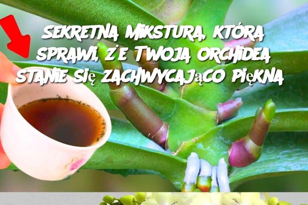 Sekretna_mikstura__kt_ra_sprawi___e_Twoja_orchidea_stanie_si__zachwycaj_co_pi_kna Sekretna_mikstura__kt_ra_sprawi___e_Twoja_orchidea_stanie_si__zachwycaj_co_pi_kna