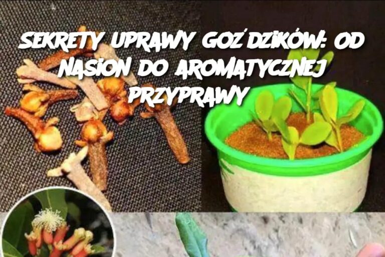 Sekrety_uprawy_go_dzik_w__Od_nasion_do_aromatycznej_przyprawy