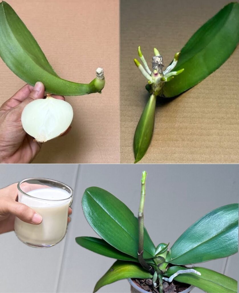 Ta_magiczna_woda_natychmiast_i__atwo_o_ywi_1_li___orchidei