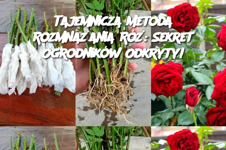 Tajemnicza_Metoda_Rozmna_ania_R____Sekret_Ogrodnik_w_Odkryty_-1