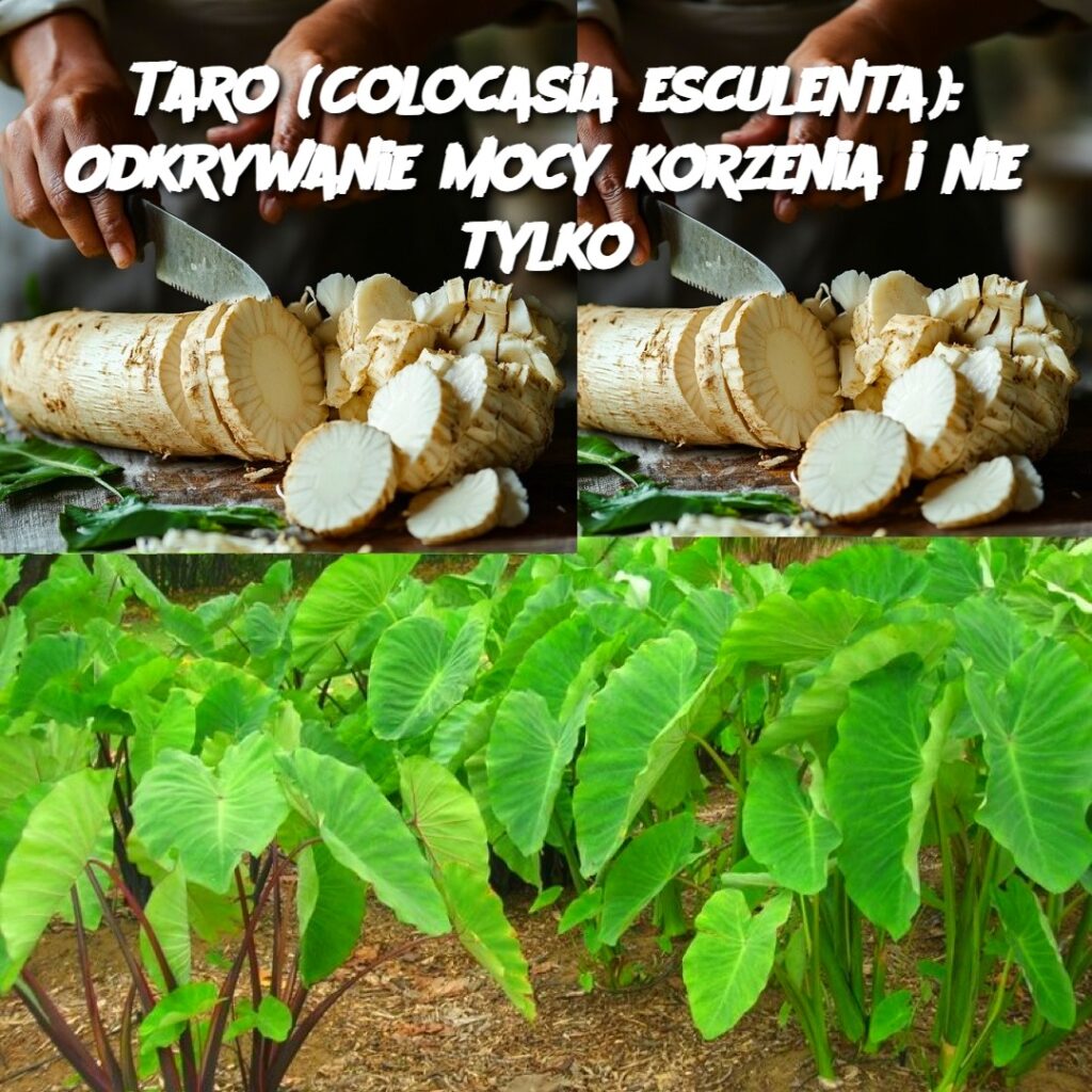 Taro__Colocasia_esculenta___Odkrywanie_mocy_korzenia_i_nie_tylko Taro__Colocasia_esculenta___Odkrywanie_mocy_korzenia_i_nie_tylko
