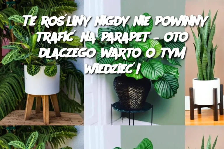 Te_ro_liny_nigdy_nie_powinny_trafi__na_parapet___oto_dlaczego_warto_o_tym_wiedzie__