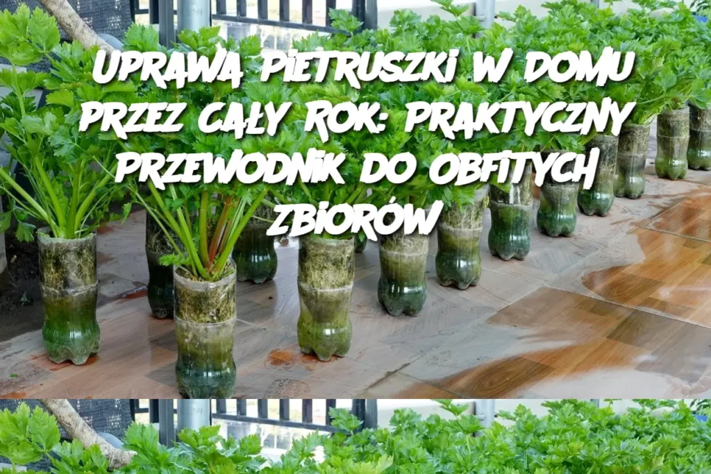 Uprawa_Pietruszki_w_Domu_przez_Ca_y_Rok__Praktyczny_Przewodnik_do_Obfitych_Zbior_w Uprawa_Pietruszki_w_Domu_przez_Ca_y_Rok__Praktyczny_Przewodnik_do_Obfitych_Zbior_w