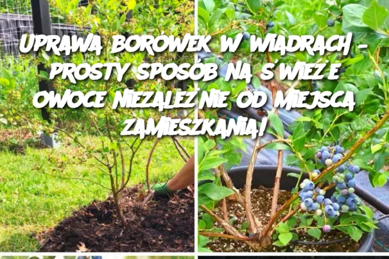 Uprawa_bor_wek_w_wiadrach___prosty_spos_b_na__wie_e_owoce_niezale_nie_od_miejsca_zamieszkania_