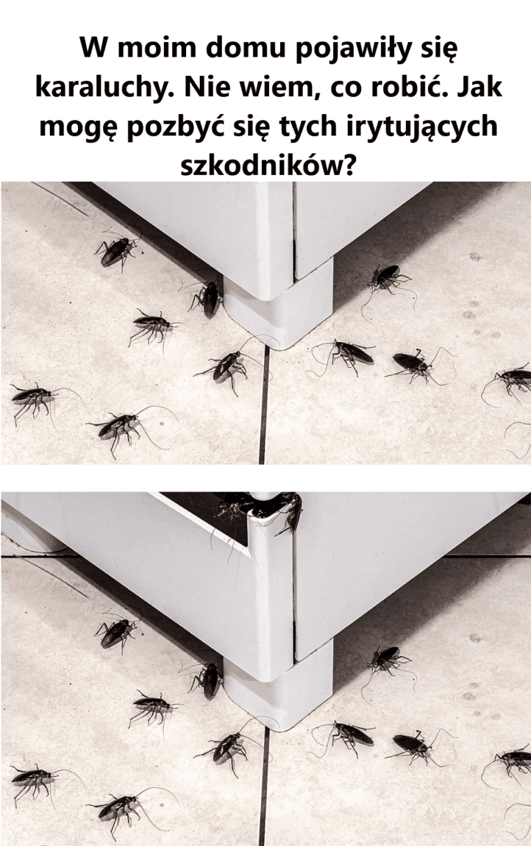 W_moim_domu_pojawi_y_si__karaluchy__Nie_wiem__co_robi___Jak_mog__pozby__si__tych_irytuj_cych_szkodnik_w_-1