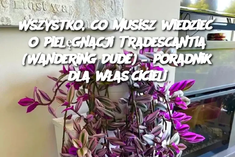 Wszystko__co_musisz_wiedzie__o_piel_gnacji_Tradescantia__Wandering_Dude____poradnik_dla_w_a_cicieli