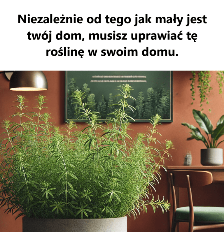 Znaczenie_uprawy_ro_lin_leczniczych_w_domu__niezb_dne_w_ka_dym_gospodarstwie_domowym