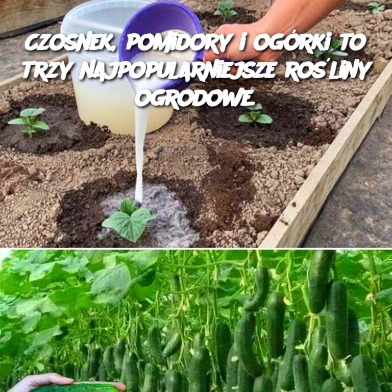 Czosnek__pomidory_i_og_rki_to_trzy_najpopularniejsze_ro_liny_ogrodowe_