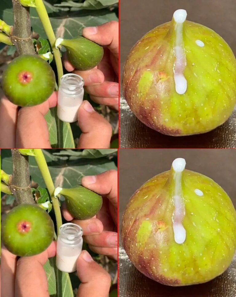 Figowy_Eliksir__Przepis_na_Zdrowie_i_Witalno___dzi_ki_Soku_z_Fig
