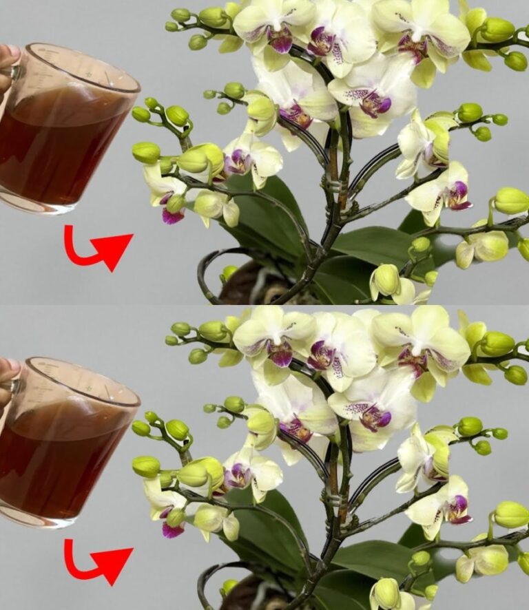 Jak_Dba__o_Storczyki_Bez_Wody__Sekret__Kt_ry_Zapewni_Ci_Zdrowe_i_Spektakularne_Kwiaty_-1