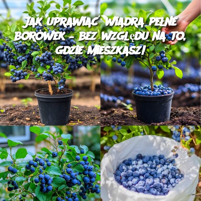 Jak_uprawia__wiadra_pe_ne_bor_wek___bez_wzgl_du_na_to__gdzie_mieszkasz_