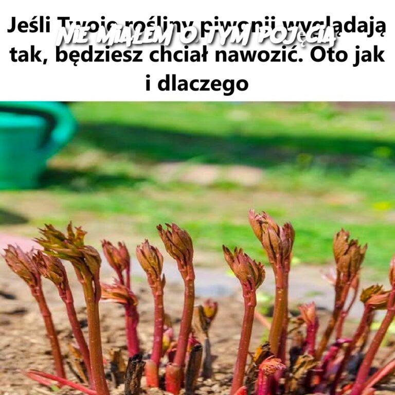 Nie_mia_em_o_tym_poj_cia