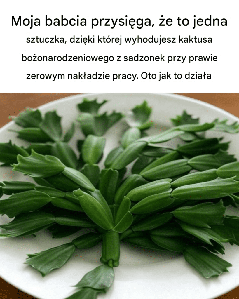 Nie_wiedzia_em___e_mo_na_to_zrobi_ Nie_wiedzia_em___e_mo_na_to_zrobi_