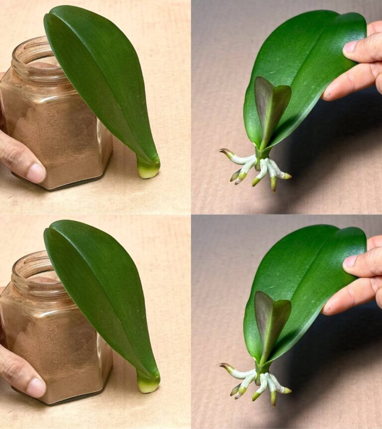 Orchidea___wskaz_wka_kwiaciarni_na_bujne_kwiaty_i_mocne__b_yszcz_ce_li_cie