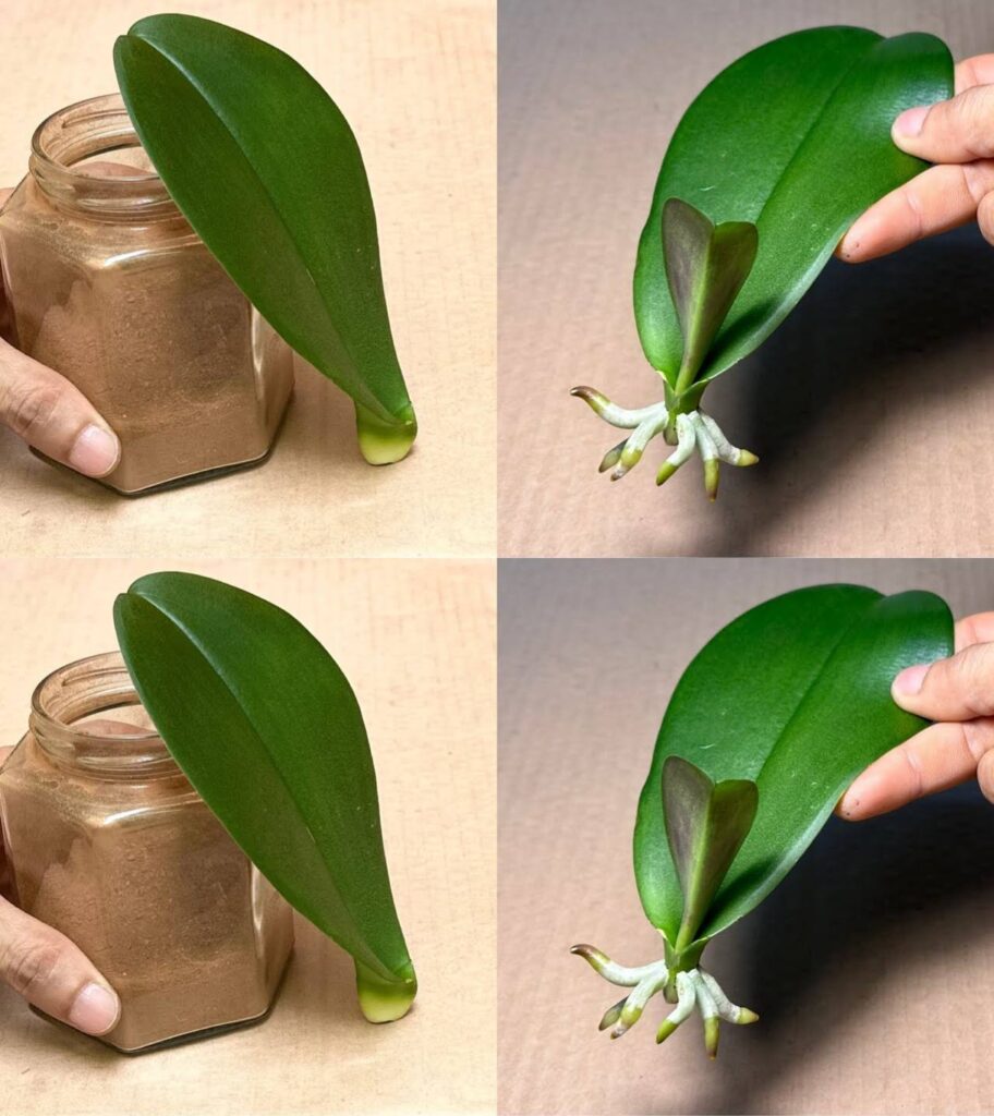 Orchidea___wskaz_wka_kwiaciarni_na_bujne_kwiaty_i_mocne__b_yszcz_ce_li_cie Orchidea___wskaz_wka_kwiaciarni_na_bujne_kwiaty_i_mocne__b_yszcz_ce_li_cie