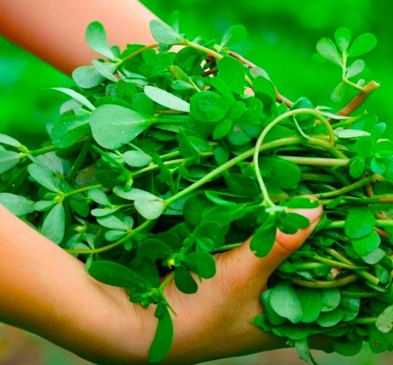 Portulaka__czym_jest__jakie_ma_w_a_ciwo_ci_i_zastosowanie_w_kuchni