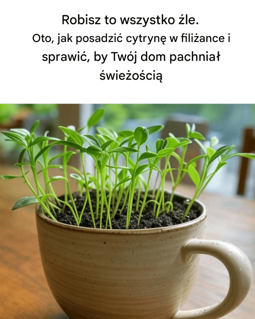 Robisz_to_wszystko__le__Oto_jak_zasadzi__cytryn__w_fili_ance_i_sprawi___by_Tw_j_dom_pachnia___wie_o_ci_ Robisz_to_wszystko__le__Oto_jak_zasadzi__cytryn__w_fili_ance_i_sprawi___by_Tw_j_dom_pachnia___wie_o_ci_