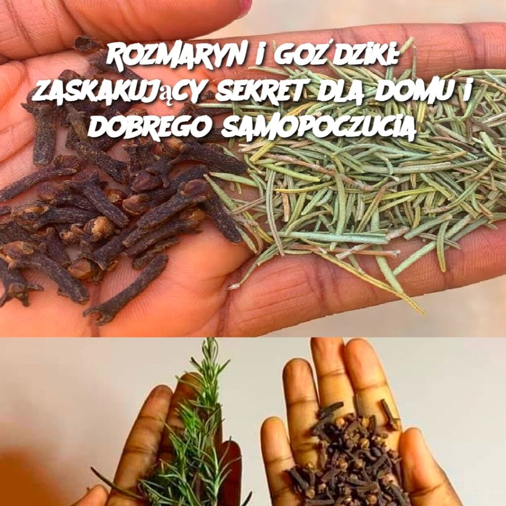 Rozmaryn_i_go_dziki__zaskakuj_cy_sekret_dla_domu_i_dobrego_samopoczucia