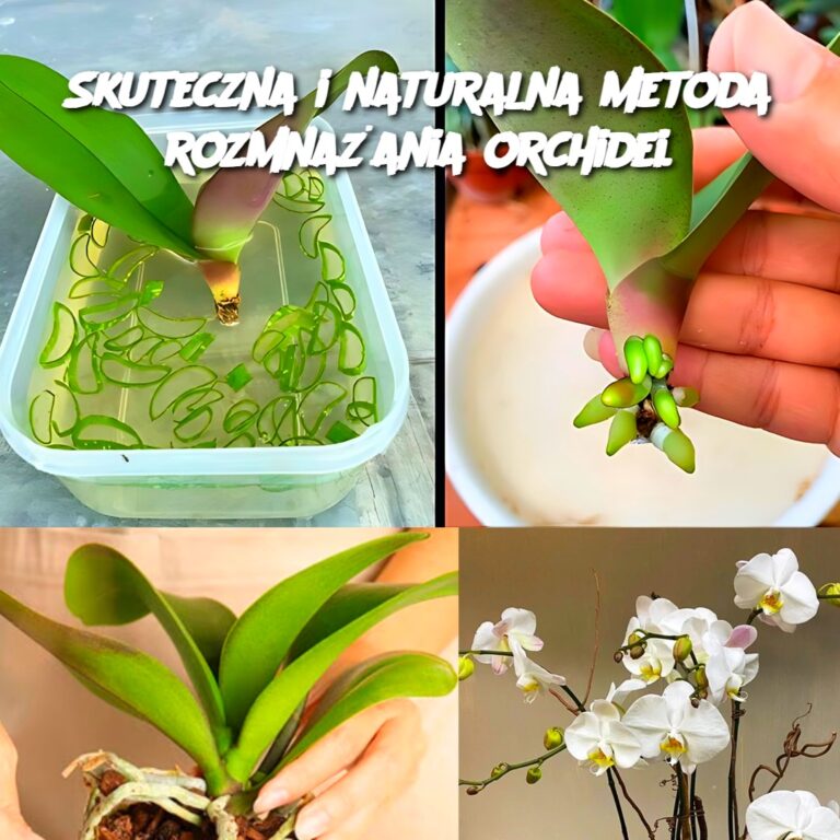 Skuteczna_i_naturalna_metoda_rozmna_ania_orchidei_