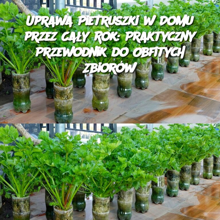 Uprawa_Pietruszki_w_Domu_przez_Ca_y_Rok__Praktyczny_Przewodnik_do_Obfitych_Zbior_w