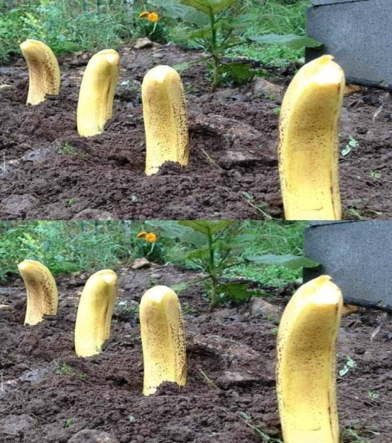 Zakop_Banana_w_Ziemi__Jak_Uzyska__Naturalny_Efekt_w_Zaledwie_7_Dni_-1
