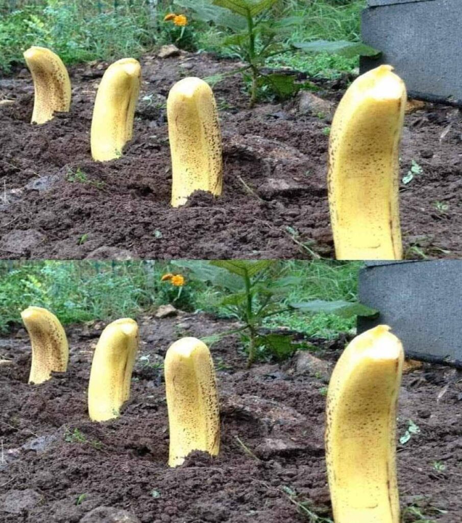 Zakop_Banana_w_Ziemi__Jak_Uzyska__Naturalny_Efekt_w_Zaledwie_7_Dni_-1 Zakop_Banana_w_Ziemi__Jak_Uzyska__Naturalny_Efekt_w_Zaledwie_7_Dni_-1