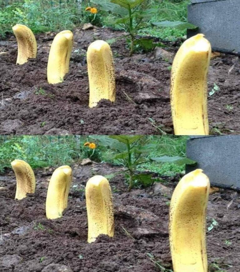 Zakop_Banana_w_Ziemi__Jak_Uzyska__Naturalny_Efekt_w_Zaledwie_7_Dni_