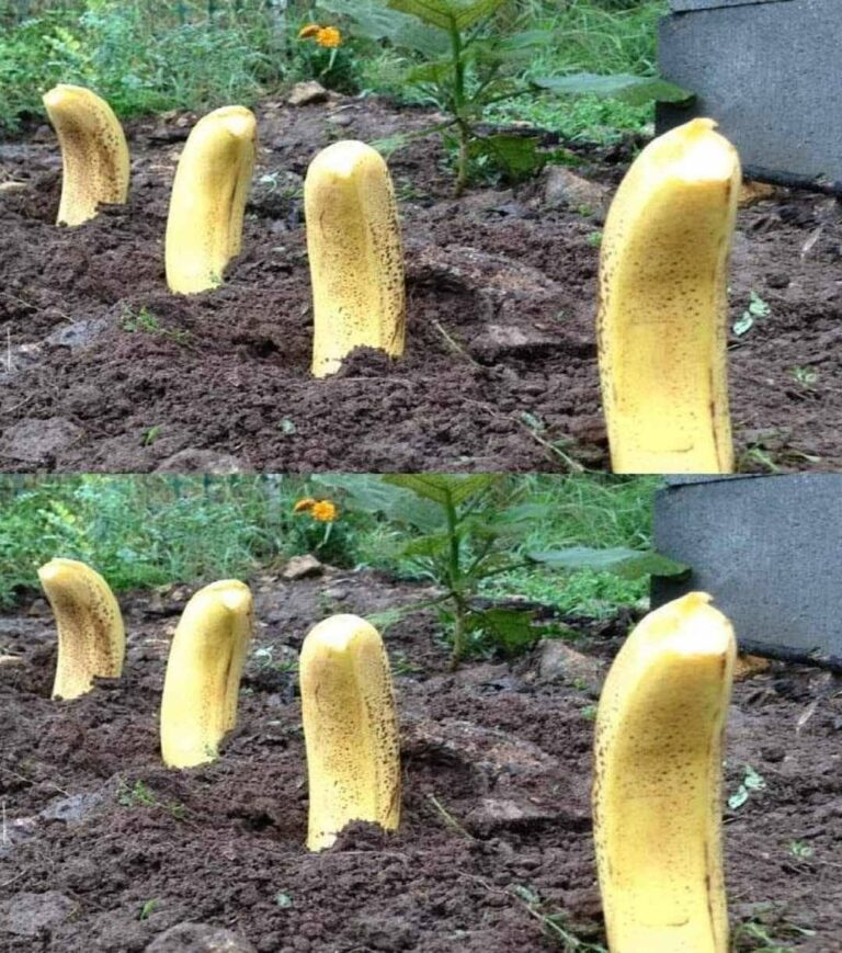 Zakop_banana_w_ziemi___Niezwyk_y_spos_b_na_naturalny_efekt_w_7_dni__