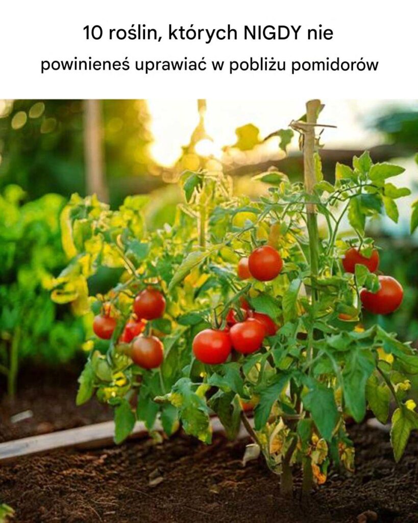 10_RO_LIN__KT_RYCH_NIGDY_NIE_NALE_Y_UPRAWIA__W_POBLI_U_POMIDOR_W 10_RO_LIN__KT_RYCH_NIGDY_NIE_NALE_Y_UPRAWIA__W_POBLI_U_POMIDOR_W