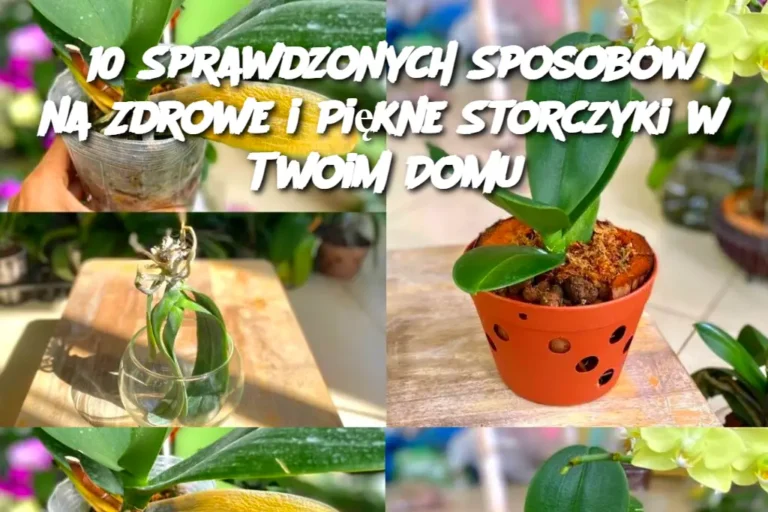 10_Sprawdzonych_Sposob_w_na_Zdrowe_i_Pi_kne_Storczyki_w_Twoim_Domu