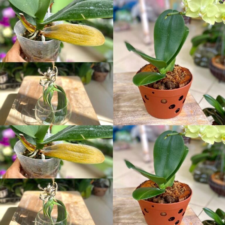 10_prostych_i_praktycznych_wskaz_wek_dotycz_cych_uprawy_storczyk_w_w_domu-1