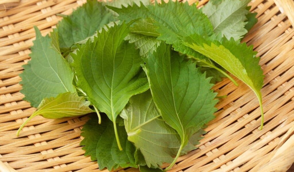 1_li___zmniejsza_cukrzyc___ci_nienie__ko_czy_b_l_cia_a__cholesterol_i_eliminuje_s_abe_kr__enie 1_li___zmniejsza_cukrzyc___ci_nienie__ko_czy_b_l_cia_a__cholesterol_i_eliminuje_s_abe_kr__enie