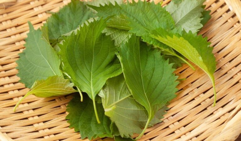 1_li___zmniejsza_cukrzyc___ci_nienie__ko_czy_b_l_cia_a__cholesterol_i_eliminuje_s_abe_kr__enie