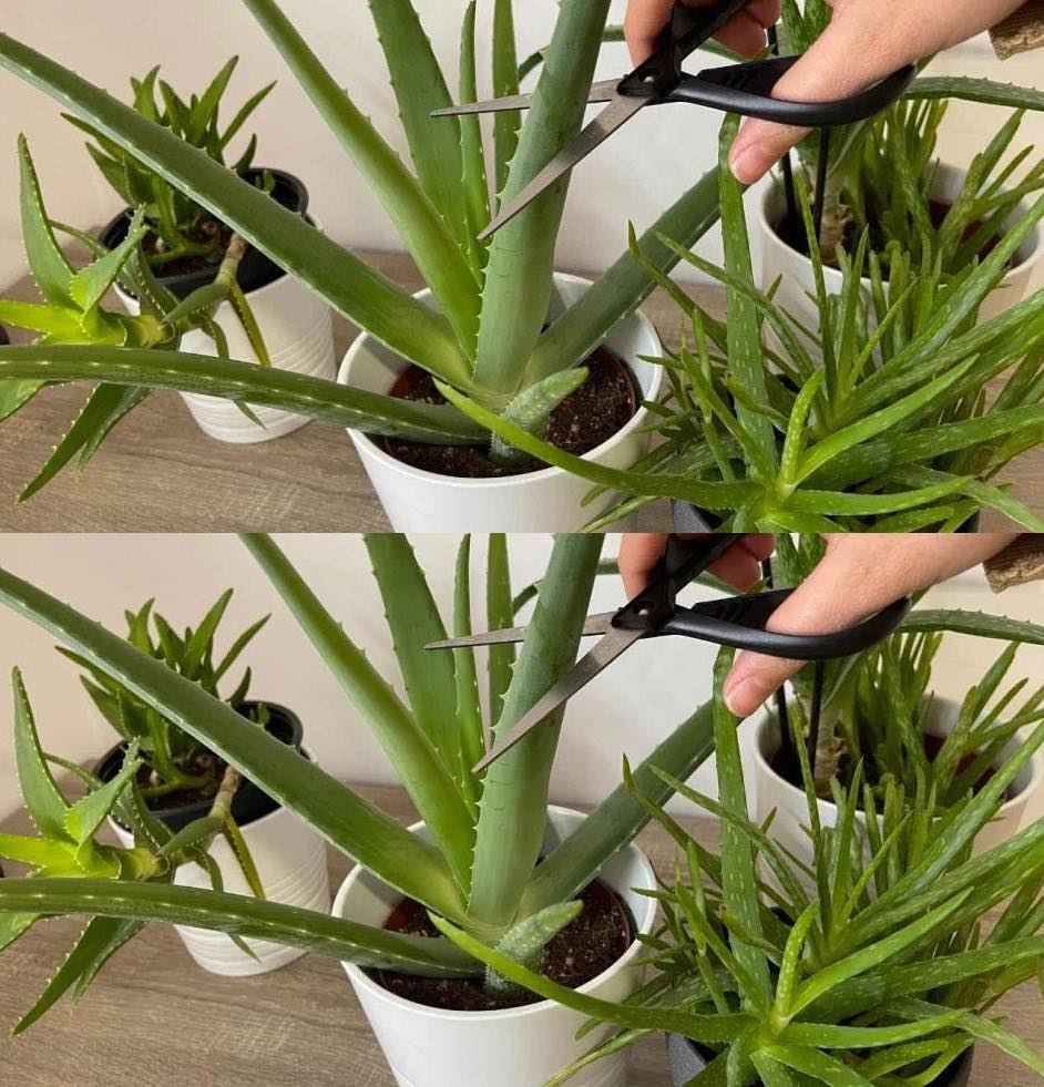 8_typowych_b__d_w_w_piel_gnacji_ro_lin_Aloe_Vera-1 8_typowych_b__d_w_w_piel_gnacji_ro_lin_Aloe_Vera-1