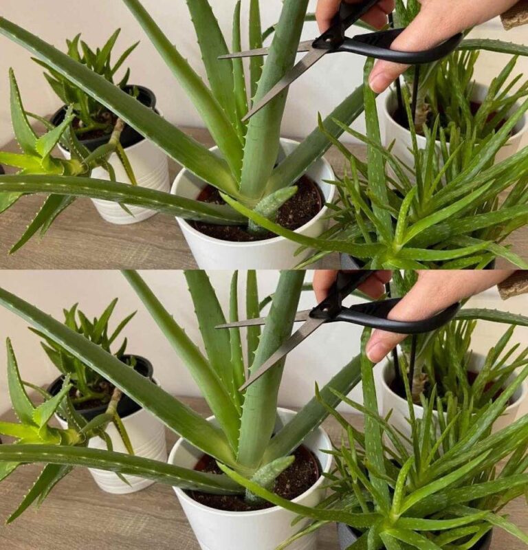 8_typowych_b__d_w_w_piel_gnacji_ro_lin_Aloe_Vera