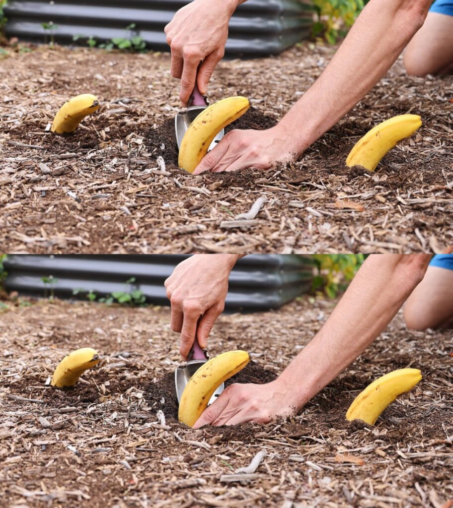 Banan__zakop_go_w_ziemi__sp_jrz__co_b_dzie_po_tygodniu__to_szale_stwo_-1 Banan__zakop_go_w_ziemi__sp_jrz__co_b_dzie_po_tygodniu__to_szale_stwo_-1