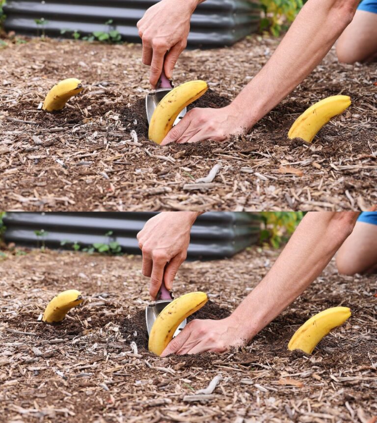 Banan__zakop_go_w_ziemi__sp_jrz__co_b_dzie_po_tygodniu__to_szale_stwo_