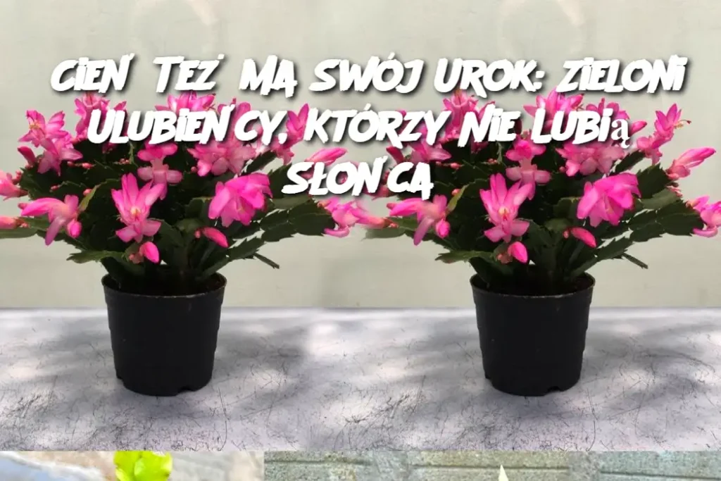 Cie__Te__Ma_Sw_j_Urok__Zieloni_Ulubie_cy__Kt_rzy_Nie_Lubi__S_o_ca-1 Cie__Te__Ma_Sw_j_Urok__Zieloni_Ulubie_cy__Kt_rzy_Nie_Lubi__S_o_ca-1