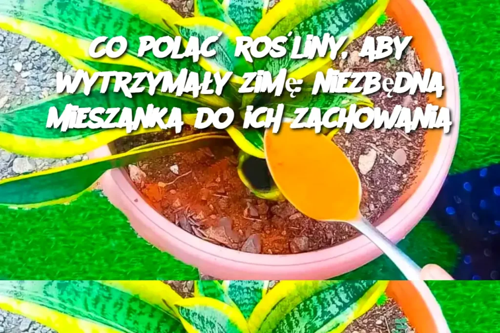 Co_pola__ro_liny__aby_wytrzyma_y_zim___niezb_dna_mieszanka_do_ich_zachowania Co_pola__ro_liny__aby_wytrzyma_y_zim___niezb_dna_mieszanka_do_ich_zachowania