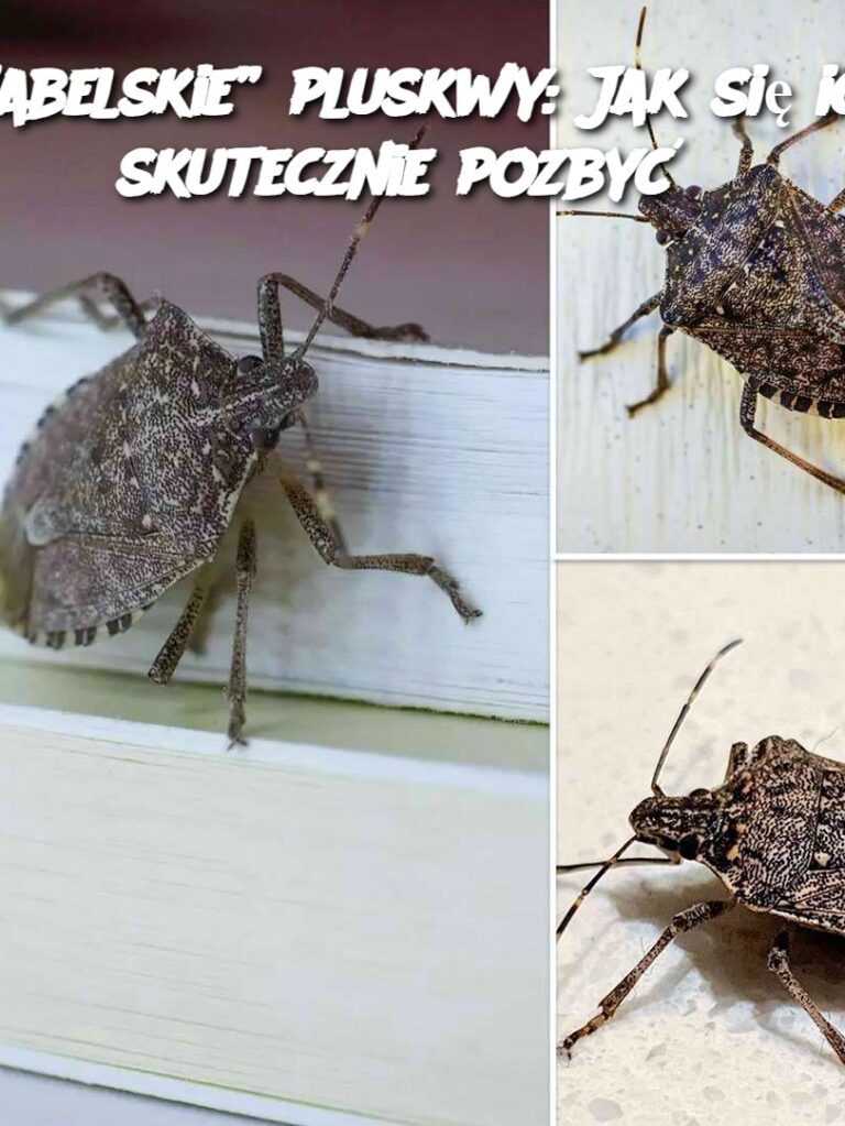 Diabelskie__pluskwy__Jak_si__ich_skutecznie_pozby__-1
