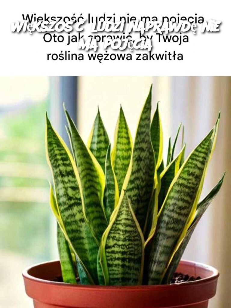 Domowy_Kurczak_KFC___Chrupi_ca_Przyjemno__ Domowy_Kurczak_KFC___Chrupi_ca_Przyjemno__