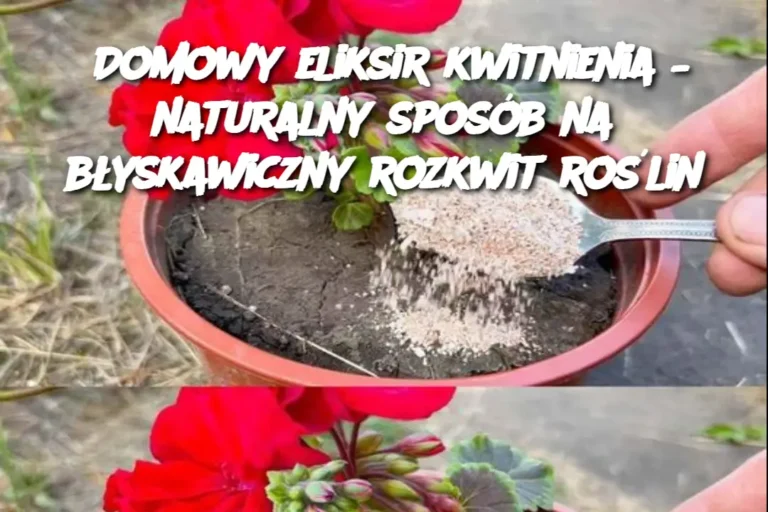 Domowy_eliksir_kwitnienia___naturalny_spos_b_na_b_yskawiczny_rozkwit_ro_lin