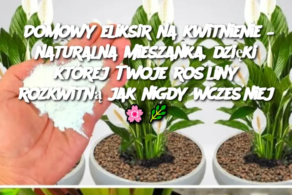 Domowy_eliksir_na_kwitnienie___naturalna_mieszanka__dzi_ki_kt_rej_Twoje_ro_liny_rozkwitn__jak_nigdy_wcze_niej_____ Domowy_eliksir_na_kwitnienie___naturalna_mieszanka__dzi_ki_kt_rej_Twoje_ro_liny_rozkwitn__jak_nigdy_wcze_niej_____