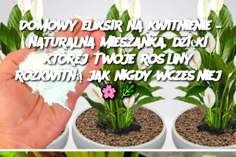 Domowy_eliksir_na_kwitnienie___naturalna_mieszanka__dzi_ki_kt_rej_Twoje_ro_liny_rozkwitn__jak_nigdy_wcze_niej_____