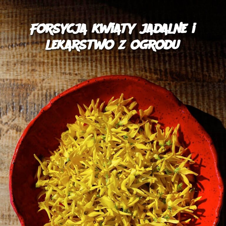 Forsycja_kwiaty_jadalne_i_lekarstwo_z_ogrodu