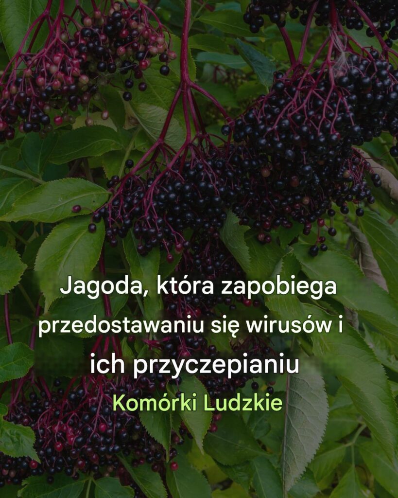 Jagoda__kt_ra_zapobiega_przedostawaniu_si__wirus_w_do_kom_rek_ludzkich_i_ich_przyczepianiu_si__do_nich Jagoda__kt_ra_zapobiega_przedostawaniu_si__wirus_w_do_kom_rek_ludzkich_i_ich_przyczepianiu_si__do_nich