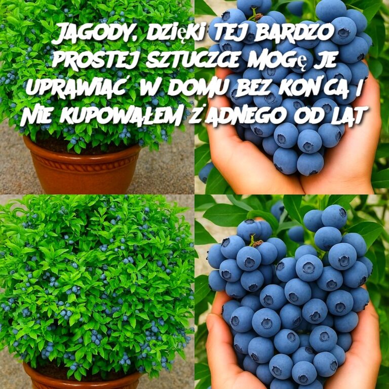 Jagody__dzi_ki_tej_bardzo_prostej_sztuczce_mog__je_uprawia__w_domu_bez_ko_ca___Nie_kupowa_em__adnego_od_lat-1